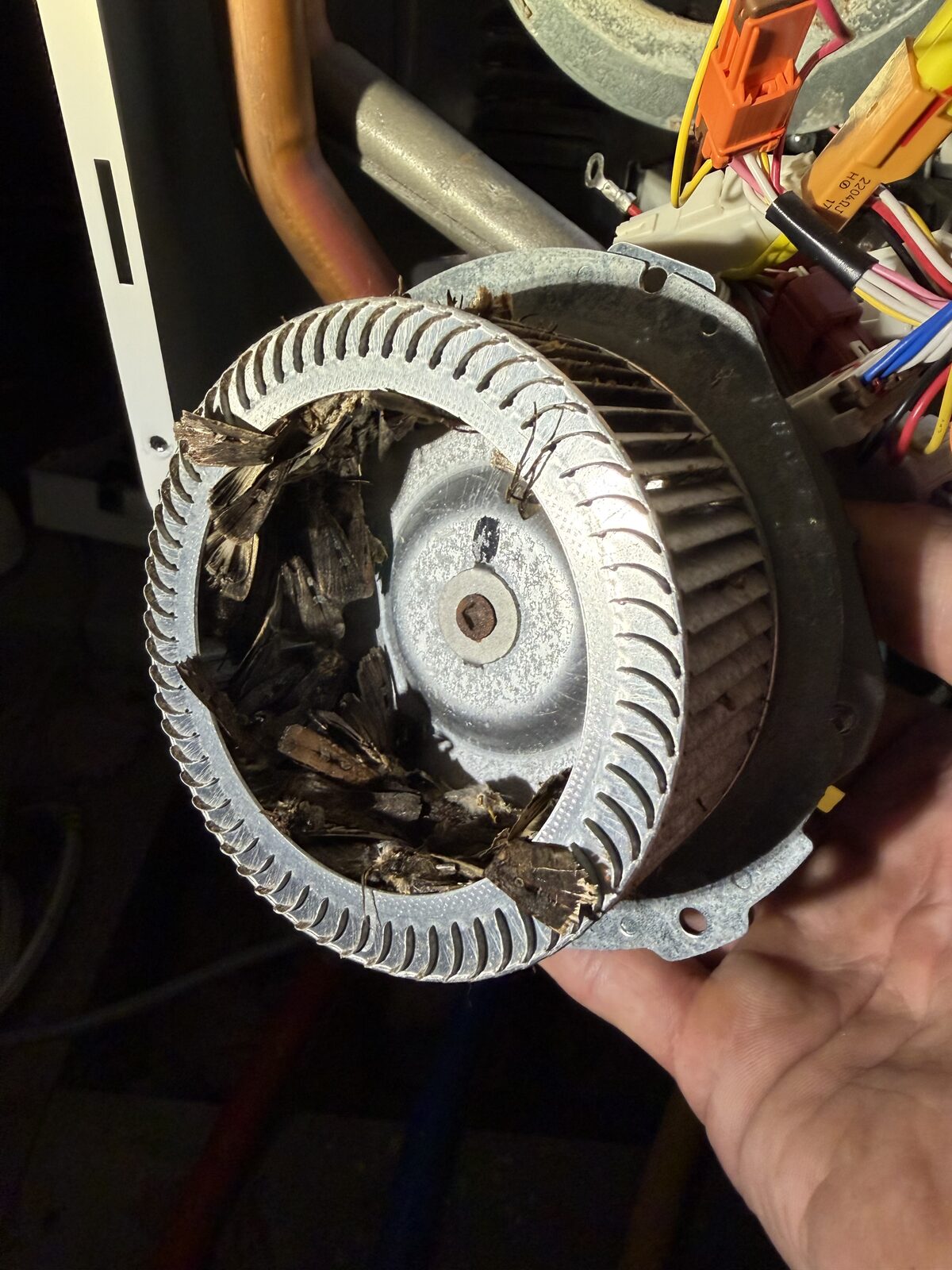 Combustion fan removed from a Rinnai gas continuous-flow hot water unit in Clovelly, packed with dead bogong moths